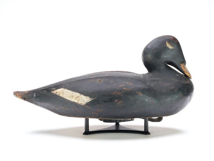 Gus Wilson – White-winged Scoter – 2025