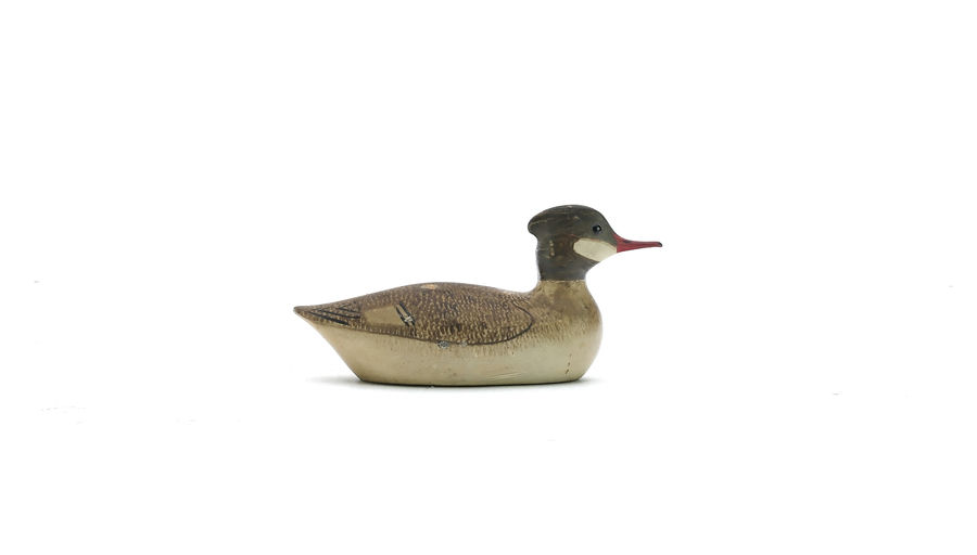 George Boyd – Common Merganser – 2025