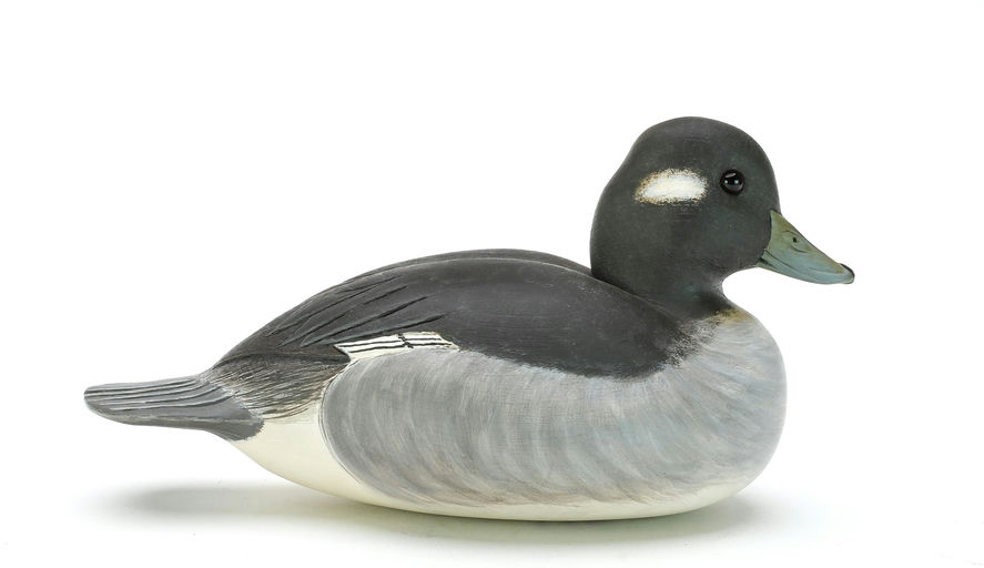 Cigar Daisey – Bufflehead – 2025