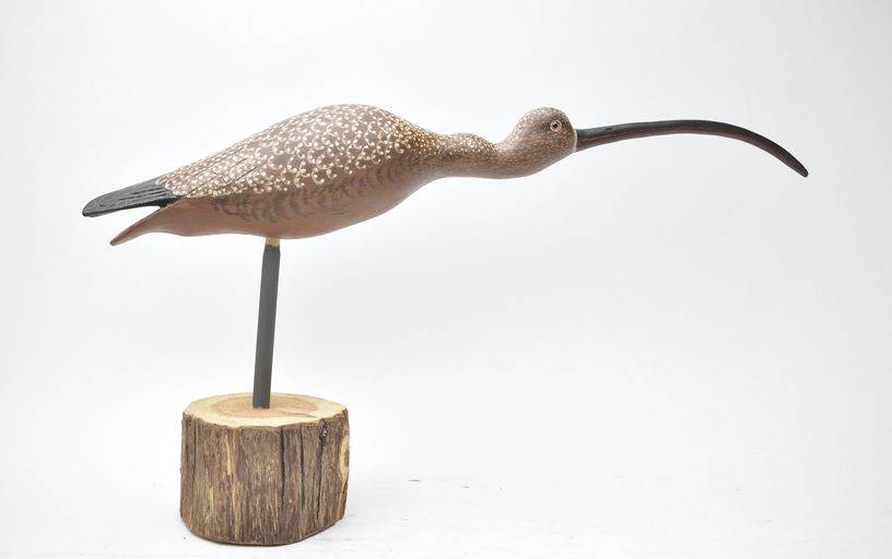 Cigar Daisey – Curlew – 2025