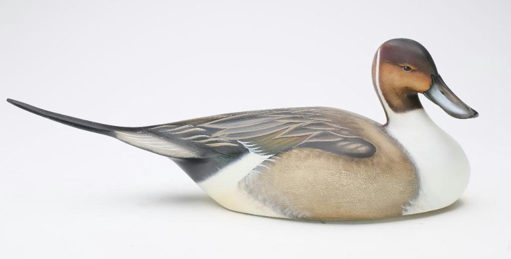 Sean Sutton – Pintail – 2024