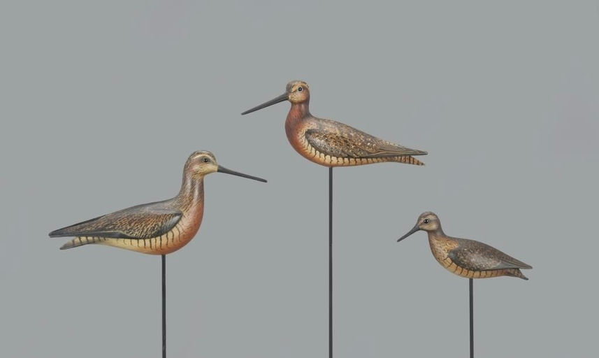 Bill Gibian – Dowitcher Family Trio – 2024
