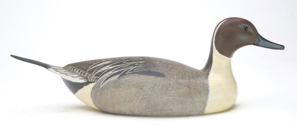 Cigar Daisey – Pintail – 2023