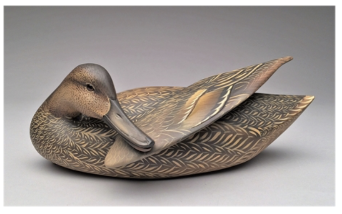 Sean Sutton – Preening Pintail Hen With Lifted Wing – 2017