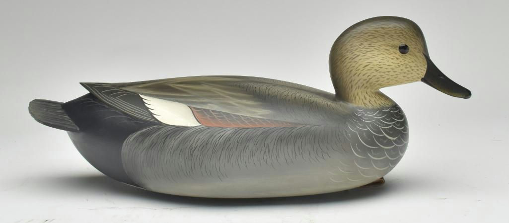 George Strunk – Gadwall – 2023