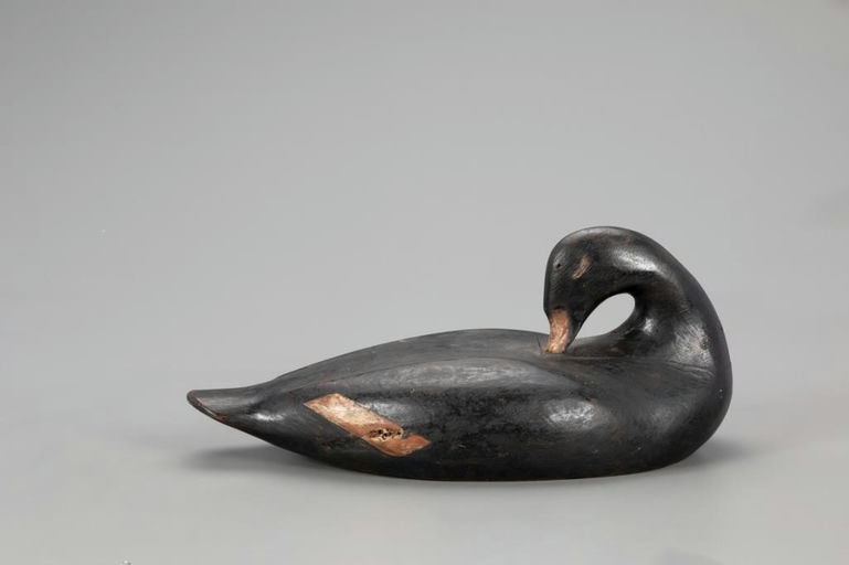 Gus Wilson – Preening White-Winged Scoter – 2021