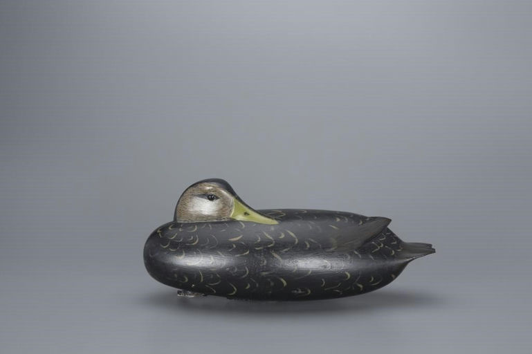 William Quinn – Sleeping Black Duck – 2017