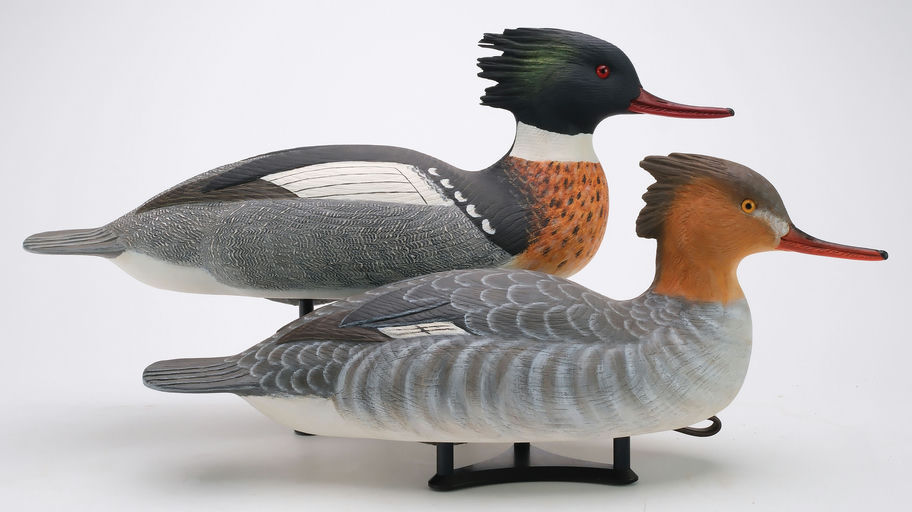 Cigar Daisey – Red-breasted Merganser – 2024