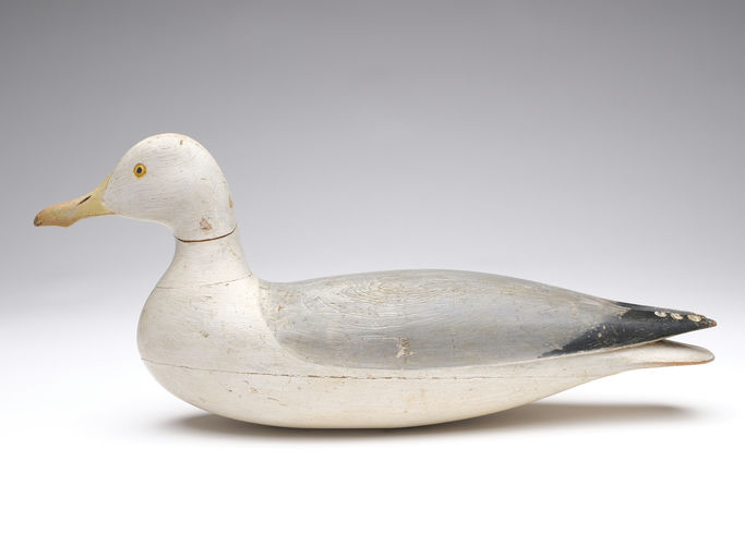 Harry V. Shourds – Herring Gull – 2024