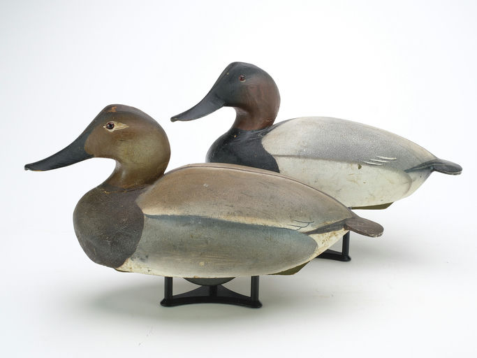 Ward Brothers – Pair of canvasbacks – 2024
