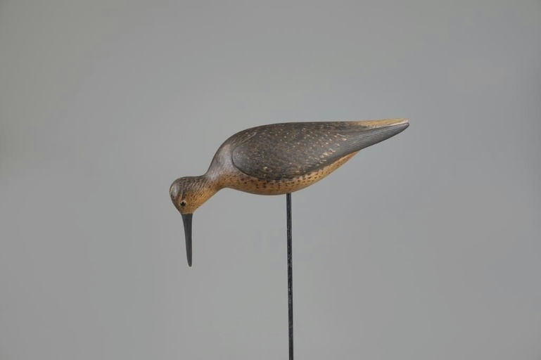 Mark McNair – Feeding Dowitcher – 2025