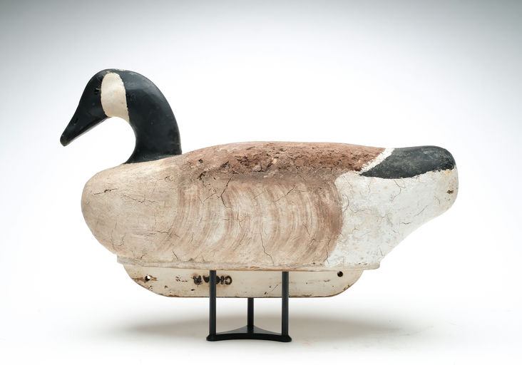 Cigar Daisey – Canada Goose – 2025