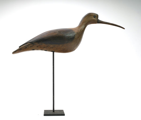 Pete Peterson – Curlew – 2024