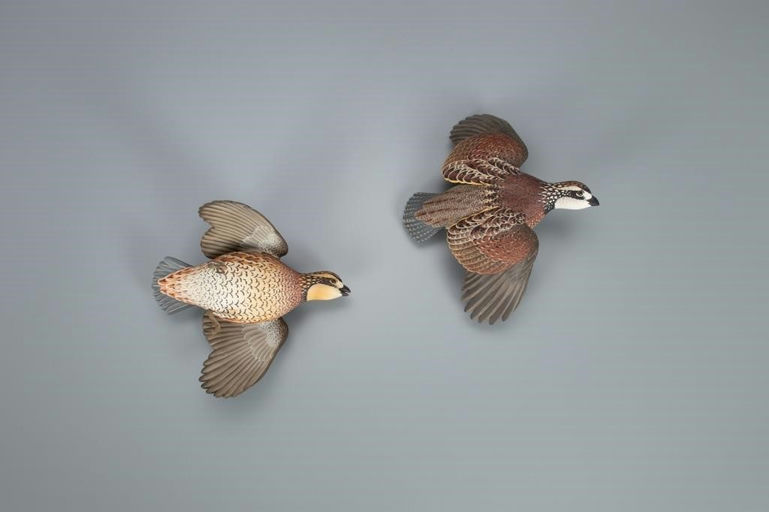 Oliver Lawson – Flying Bobwhite Quail Pair – 2020