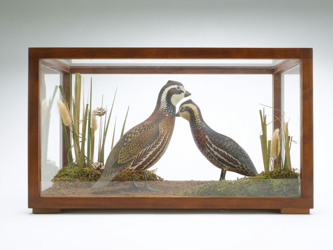 Oliver Lawson – Pair of Quail – 2024