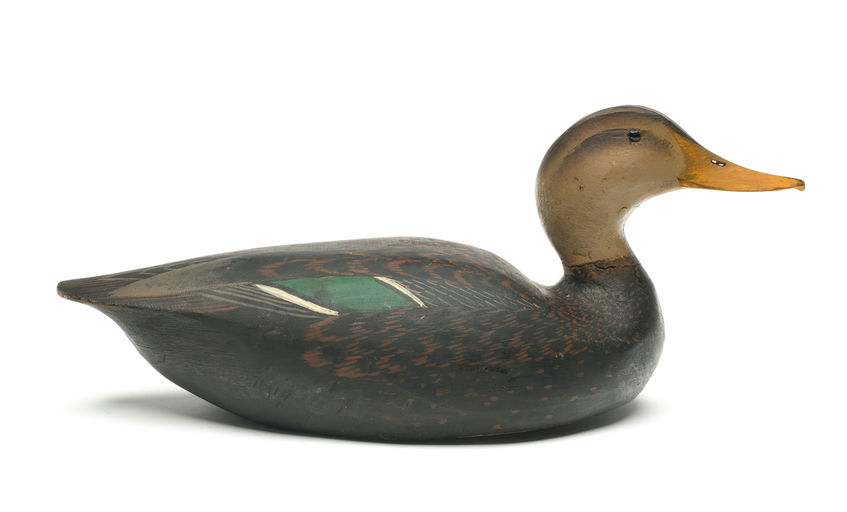 Ward Brothers – Black Duck – 2026