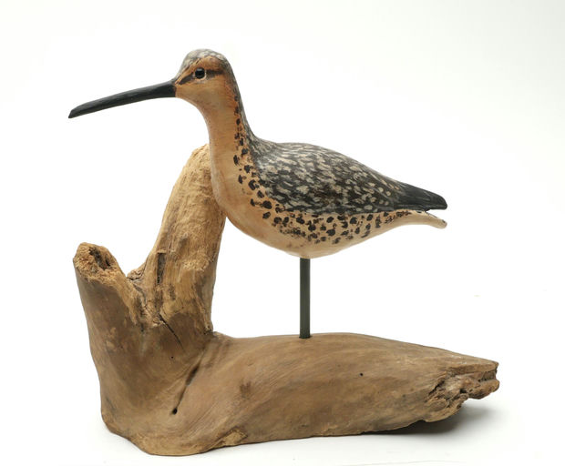 Cigar Daisey – Dowitcher – 2025