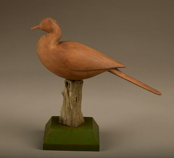 Cameron McIntyre – Dove – 2025