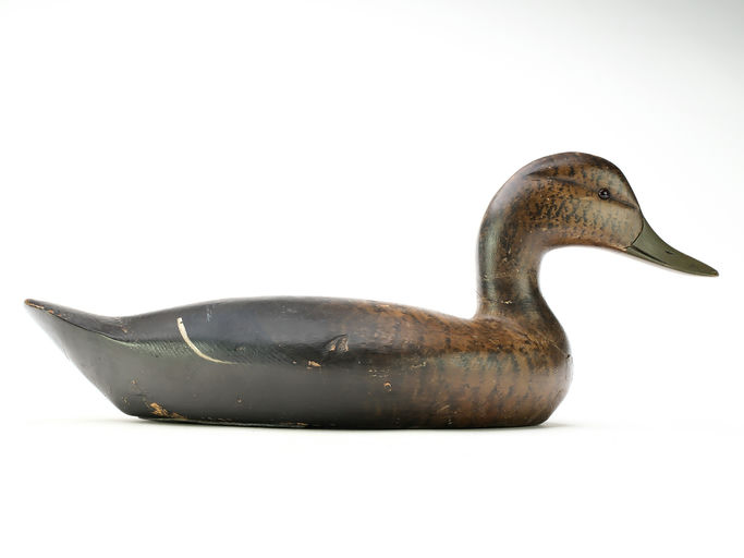 Chauncey Wheeler – Black Duck – 2025