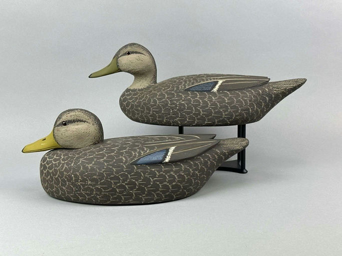 David Simandl – Black Duck – 2026