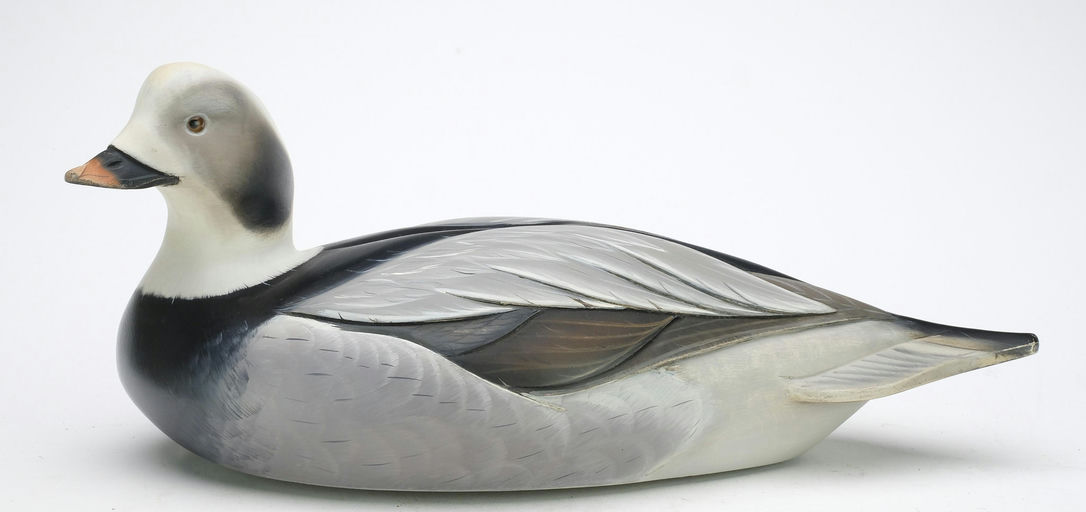 Sean Sutton – Long Tail Duck – 2024