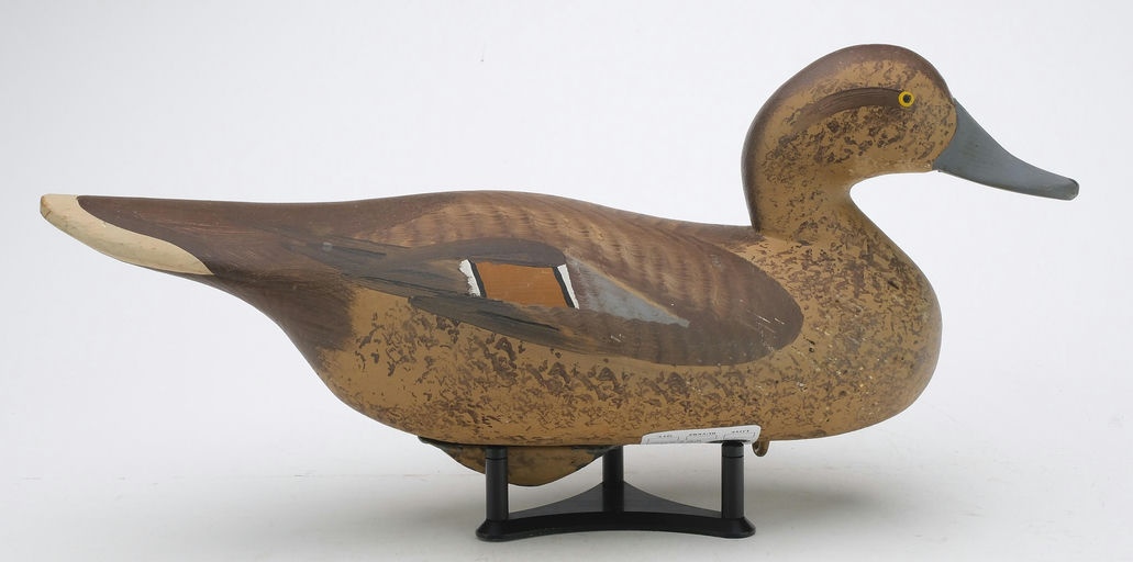 R. Madison Mitchell – Pintail Hen – 2024