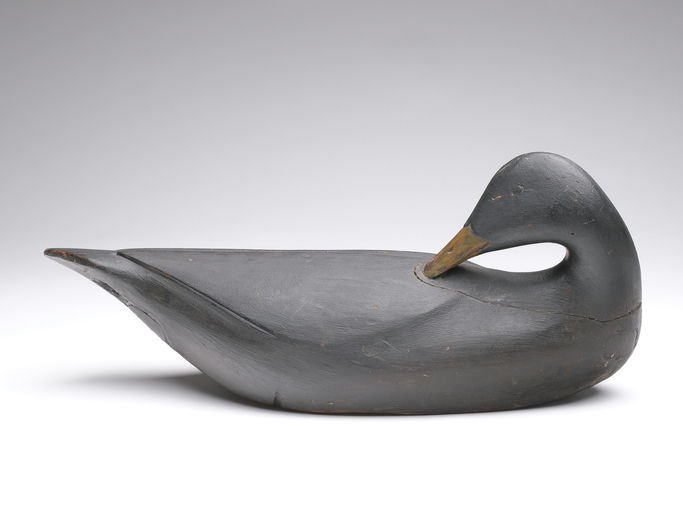 Gus Wilson – Preening Black Duck – 2024