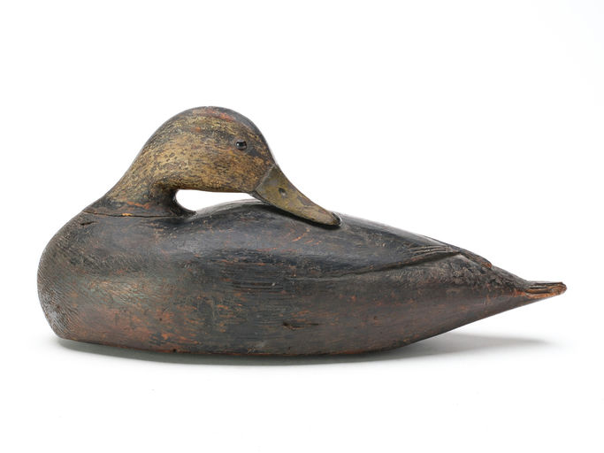 Elmer Crowell – Preening Black Duck – 2025