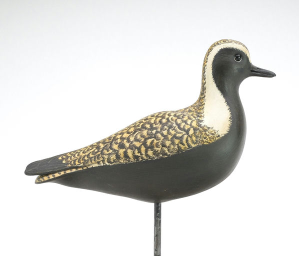 Cigar Daisey – Golden Plover – 2024