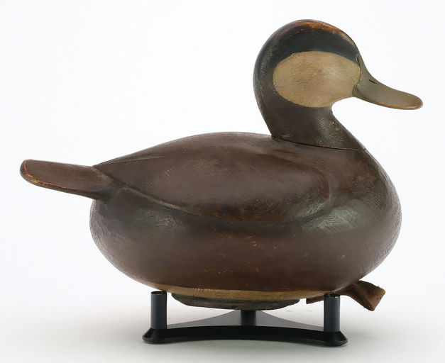 Mark McNair – Ruddy duck – 2024