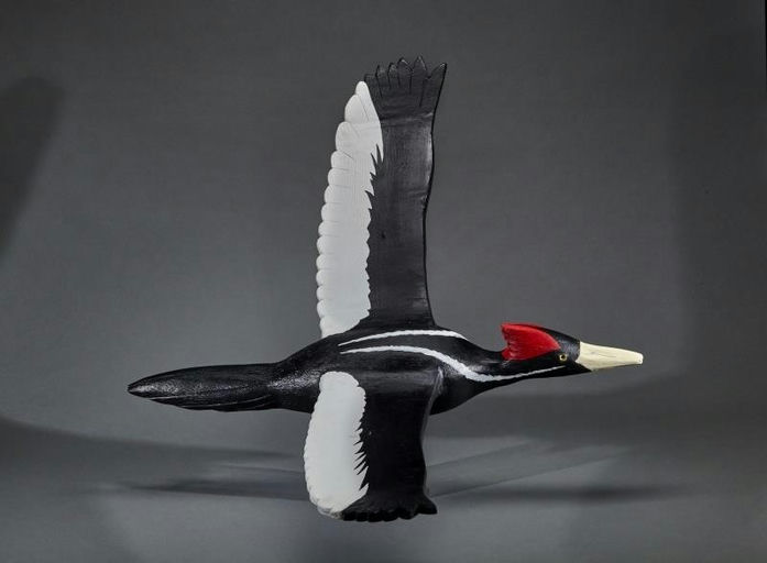 Dean S. Hurliman – Flying Ivory-Billed Woodpecker – 2017