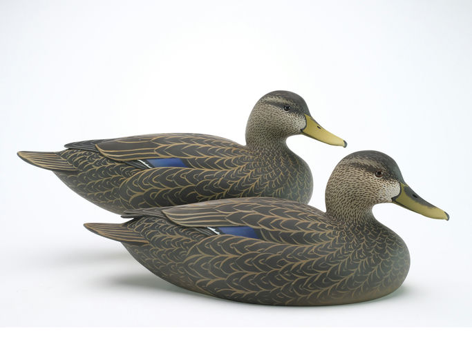 Oliver Lawson – Pair of Black Duck – 2024