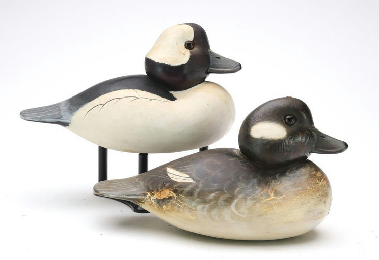 Cigar Daisey – Bufflehead – 2024