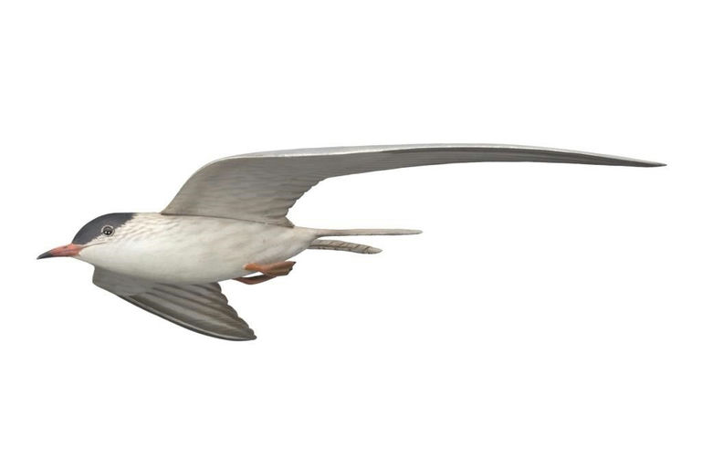 Elmer Crowell – Life-Size Flying Tern – 2017