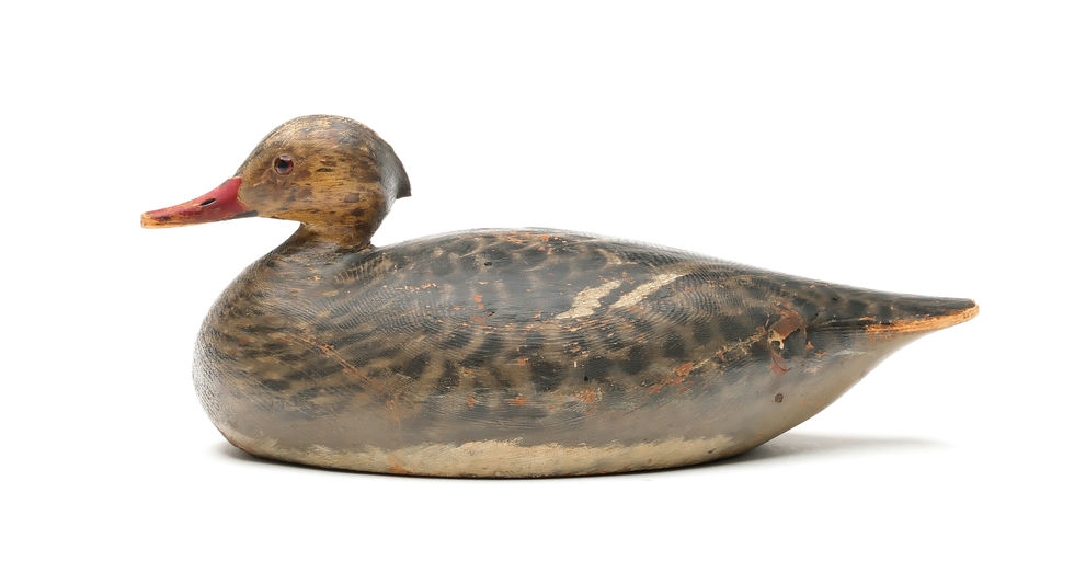 Elmer Crowell – Merganser Hen – 2025