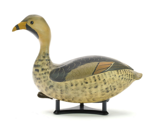 Bob White – Grebe – 2024