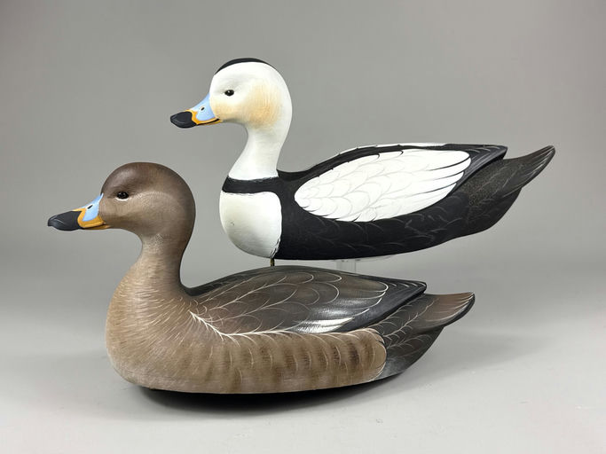 Michael Braun – Labrador duck – 2026