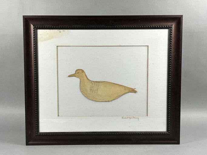Cigar Daisey – Plover – 2026