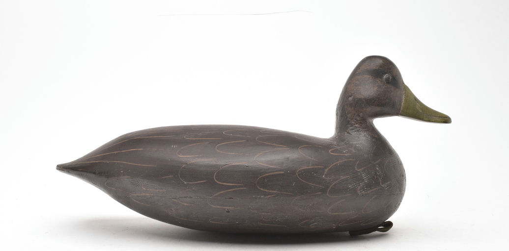 Harry V. Shourds – Black Duck – 2026