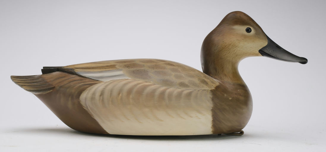 George Strunk – Canvasback Hen – 2024
