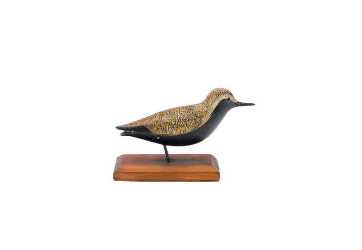 George Boyd – Golden Plover – 2025