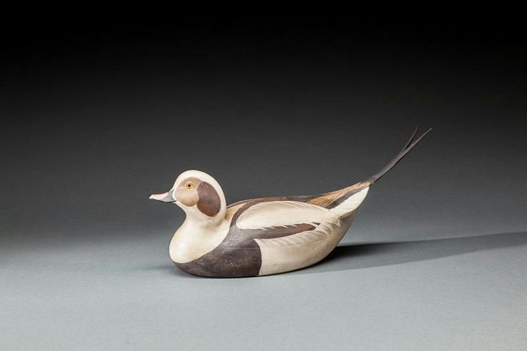 Ward Brothers – Rare Long-Tailed Duck Drake – 2015