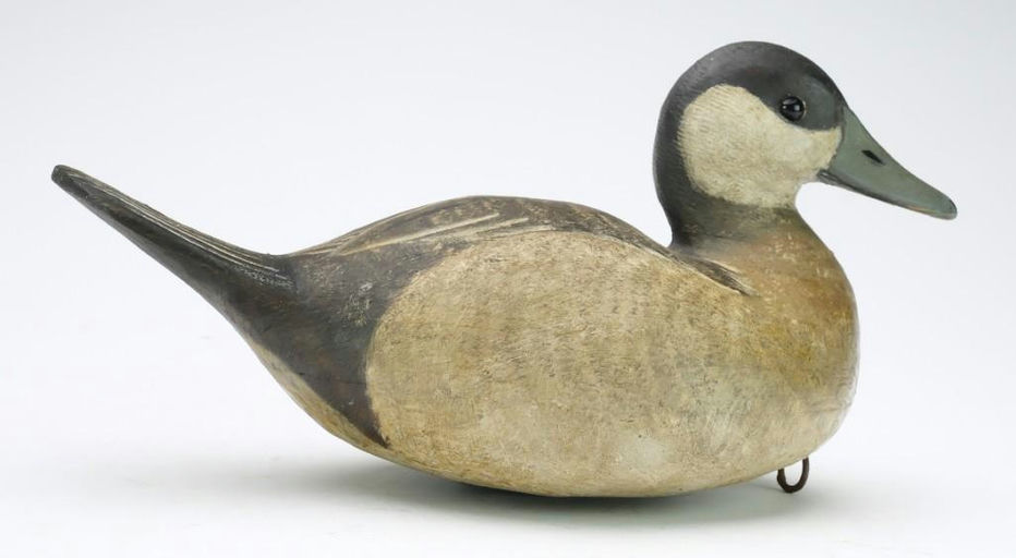 Reggie Birch – Ruddy duck – 2024