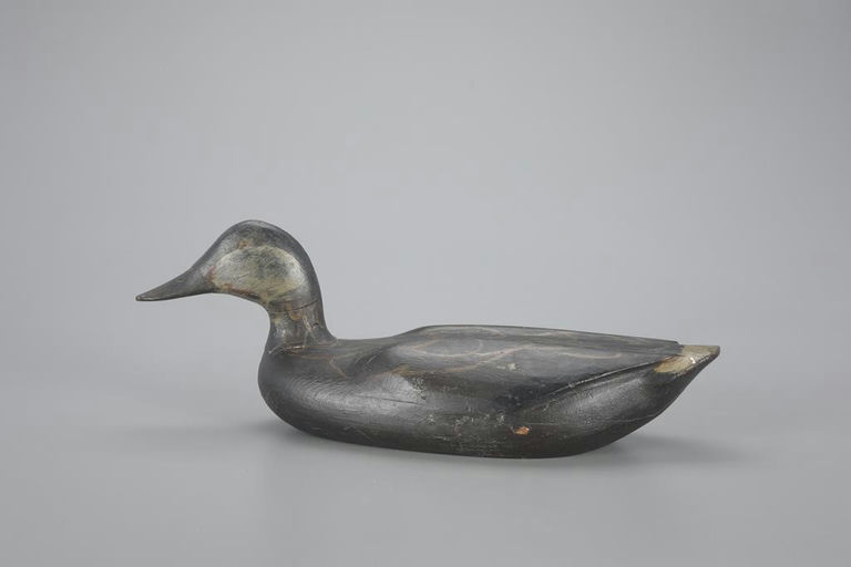 Gus Wilson – Rare Swimming Black Duck – 2023