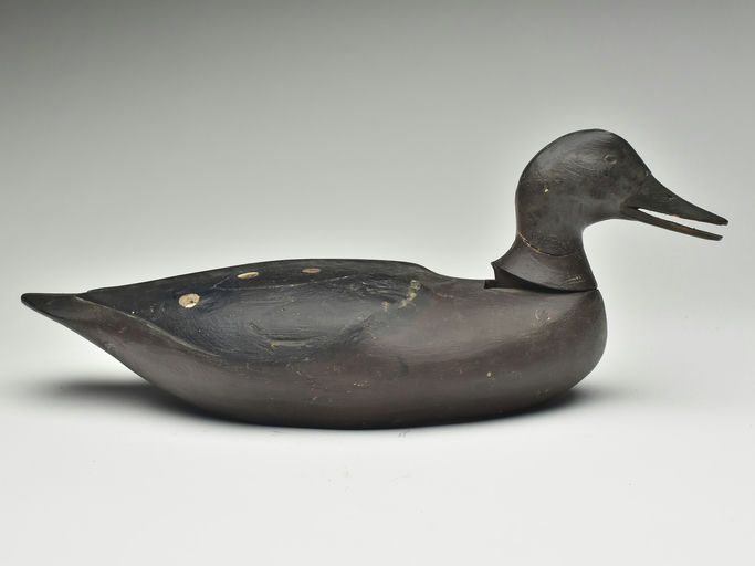 Gus Wilson – Black Duck – 2023