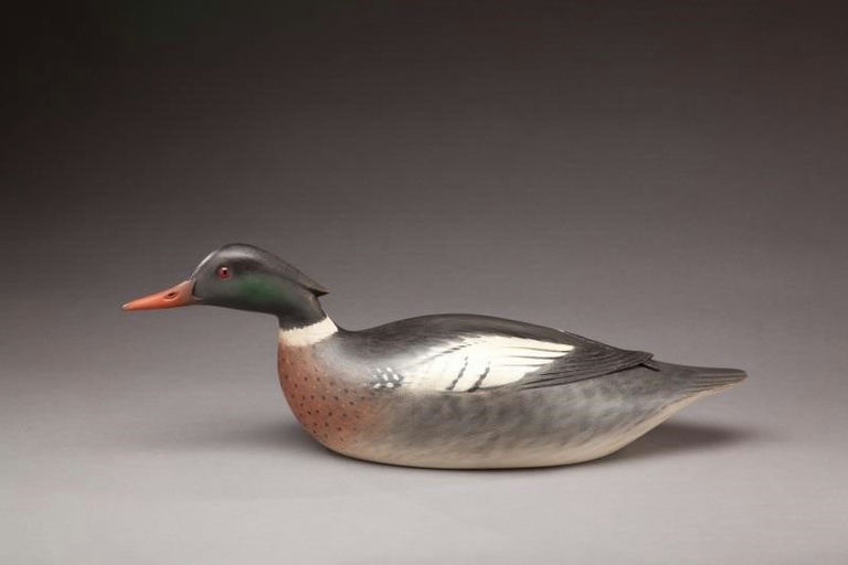 Keith Mueller – Over-Sized Red-Breasted Merganser Drake – 2012