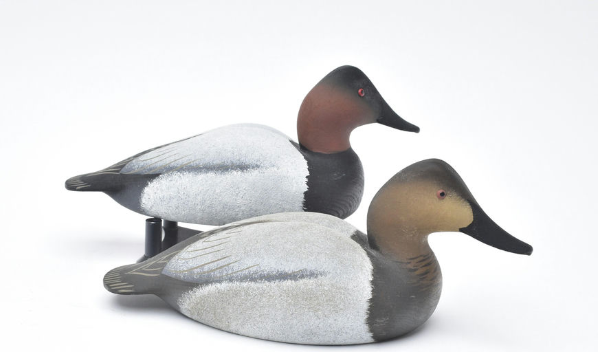Oliver Lawson – Pair of Canvasback – 2025