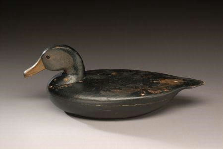 Cassius Smith – Early Black Duck – 2007