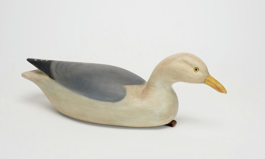 Cameron McIntyre – Herring Gull Confidence – 2025