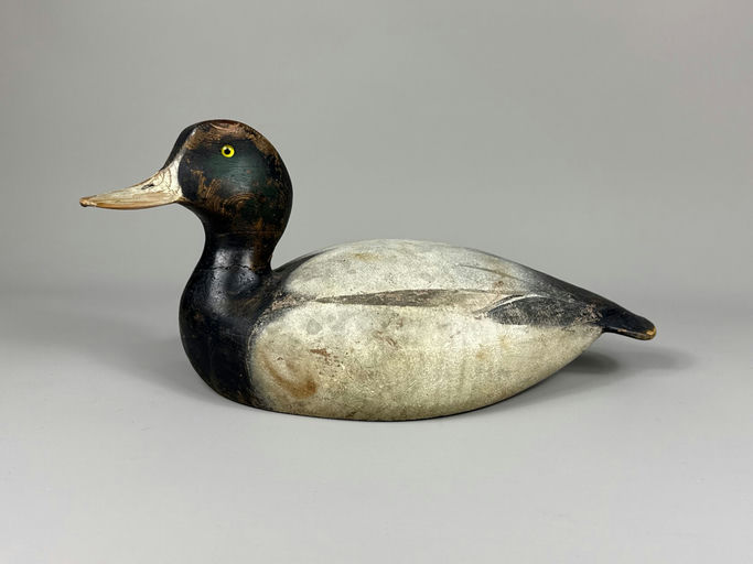 Ward Brothers – Scaup – 2026